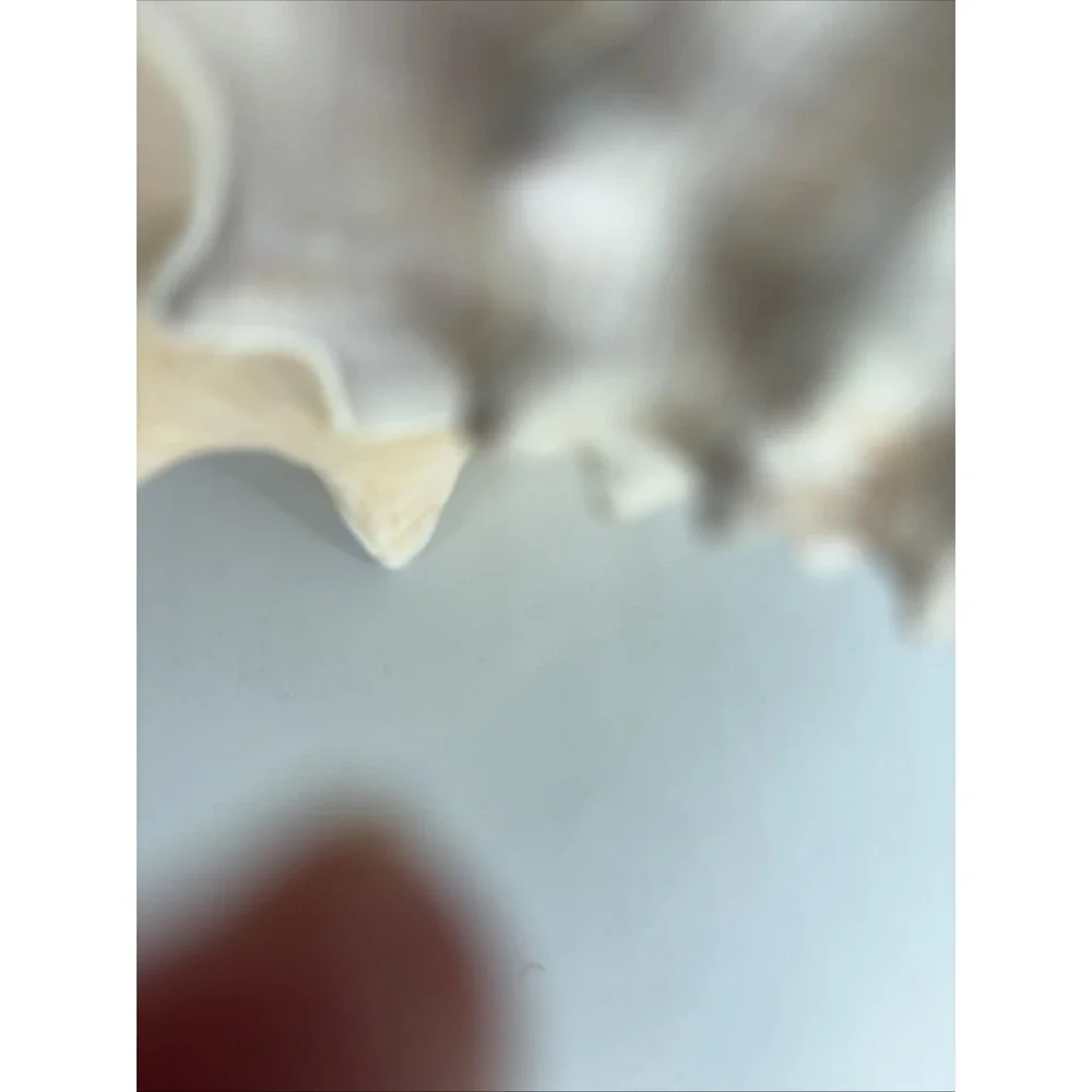 Large 8